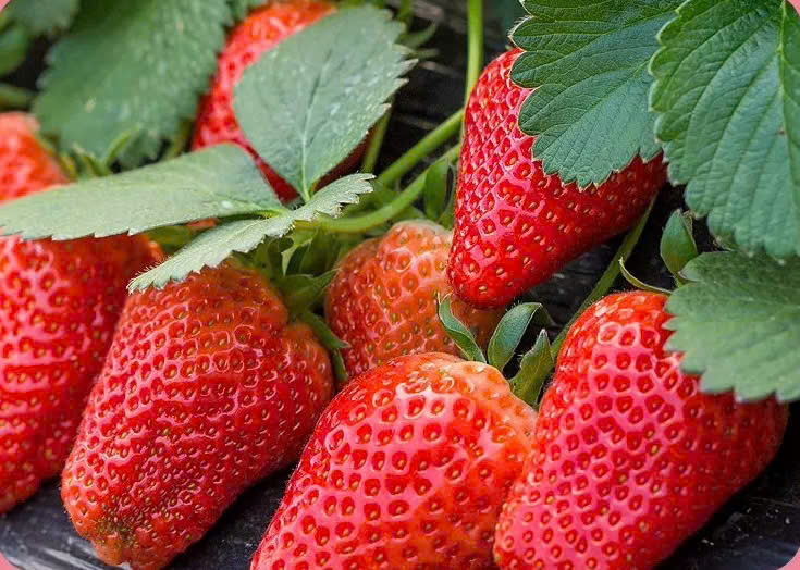 Dâu Tây sấy giòn HÀN QUỐC